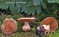 Cortinarius multiformis-amf657